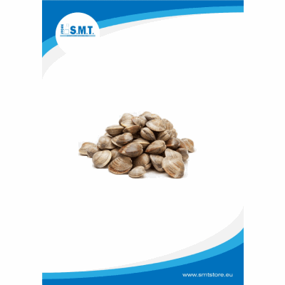 Vongole Con Guscio Thai 20/60 10x1kg